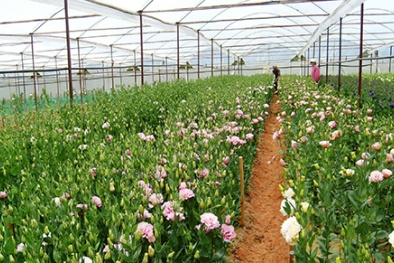 5 loại hoa Đà Lạt được chứng nhận độc quyền